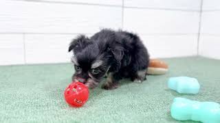 ハーフ犬の動画01