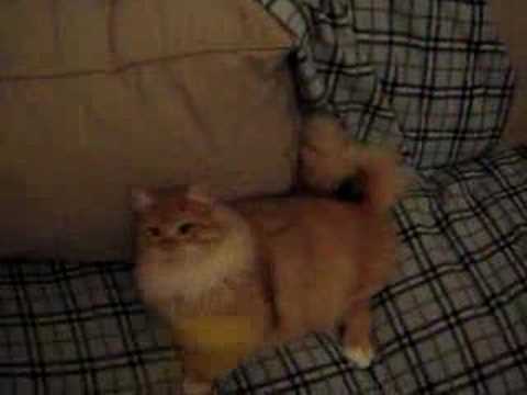 Dema playing 3 Oct 07 8pm