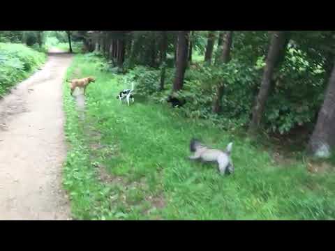 Furry Friends Pet Care video.