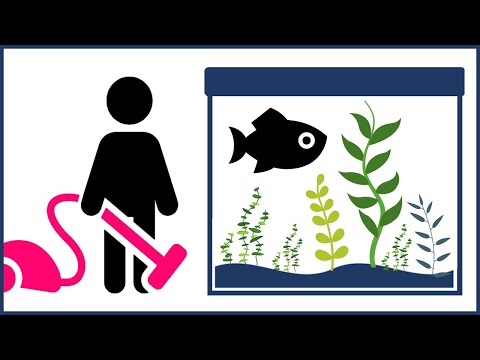 How to Clean a Planted Tank… The Easy Way!