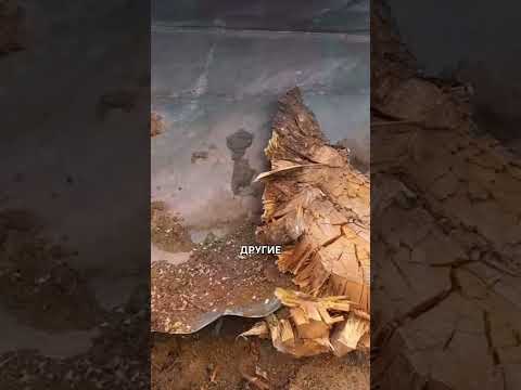🔥 Эта машина измельчает пни за секунды! 🤯