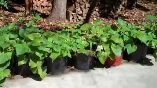preview picture of video 'Sweet Potatoes Grown in Pots Tallahassee Florida'