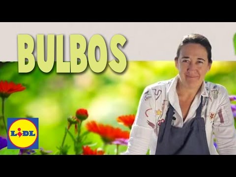 , title : 'Plantación y Cuidado De Bulbos ✂👩‍🌾 | El Jardín De Lidl | Lidl España'