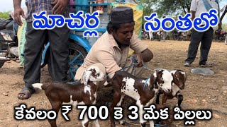 Macharla Sheep & Goat Market in Andhra Pradesh