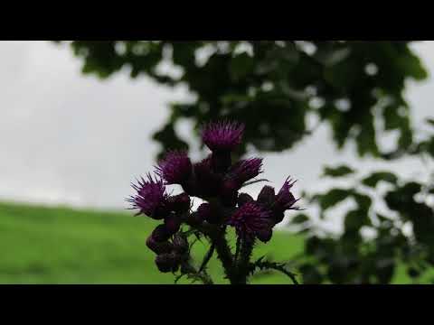 [FREE] acoustic x midwest emo x skele x sendflowrs x vails type beat - endofthetunnel. (prod. mackk)