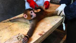 Man is the sire of sorrow (Job's sad song)