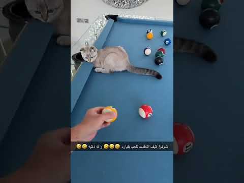 غيث بيعلم القطه بلياردو 😂😂😂#اكسبلور #غيث_مروان #ghaith_marwan #shorts