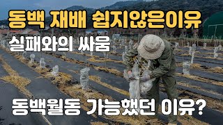 동백나무 키우기 쉽지않은 이유? | 중부에서도 가능한 이유? 동백나무겨울나기 결과 
