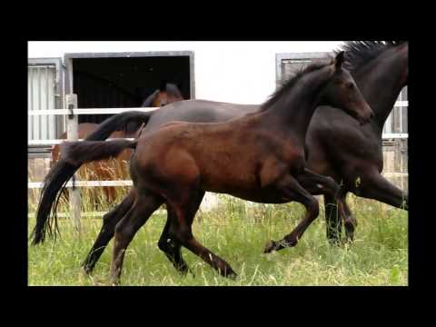 RPZ Fohlen 2014: Destano x Fürst Heinrich x Rohdiamant