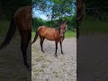Gelding Akhal Teke For sale 2020 Bay