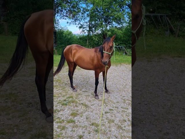 Gelding Akhal Teke For sale 2020 Bay