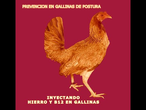 , title : 'Porque Inyectar Hierro, B12 y Antibiótico Ayuda A La Gallina Fina De Postura?'