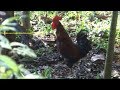 Rooster making alarm / warning sound to inform danger to other chickens