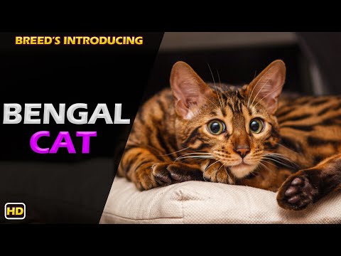 Bengal cat | Do you know the Bengal cat?? | Animal World