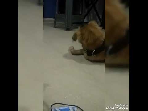 Dog is playing with cockroach 🤣🤣😅😇😇