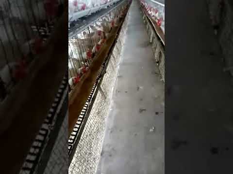 Broiler Poultry Farm Chicks