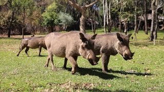 VICTORIA FALLS WALKING SAFARI - YouTube