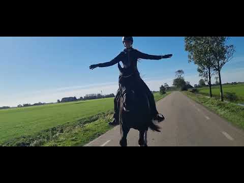 Stal Okkema's Dette - Sipke x Heinse - Mare - 2017 - 1.65m