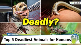 Top 5 Deadliest Animals for Humans