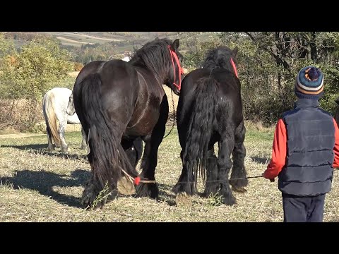 Caii lui Gabi Pantis de la Valea Mare de Cris, Bihor - 2025 Nou!!!