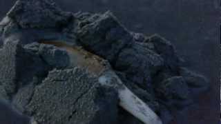 preview picture of video 'Wind Clamming at Long Beach Washington.wmv'