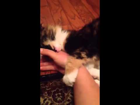 Why does my cat bite and kick me when I try to pet her?