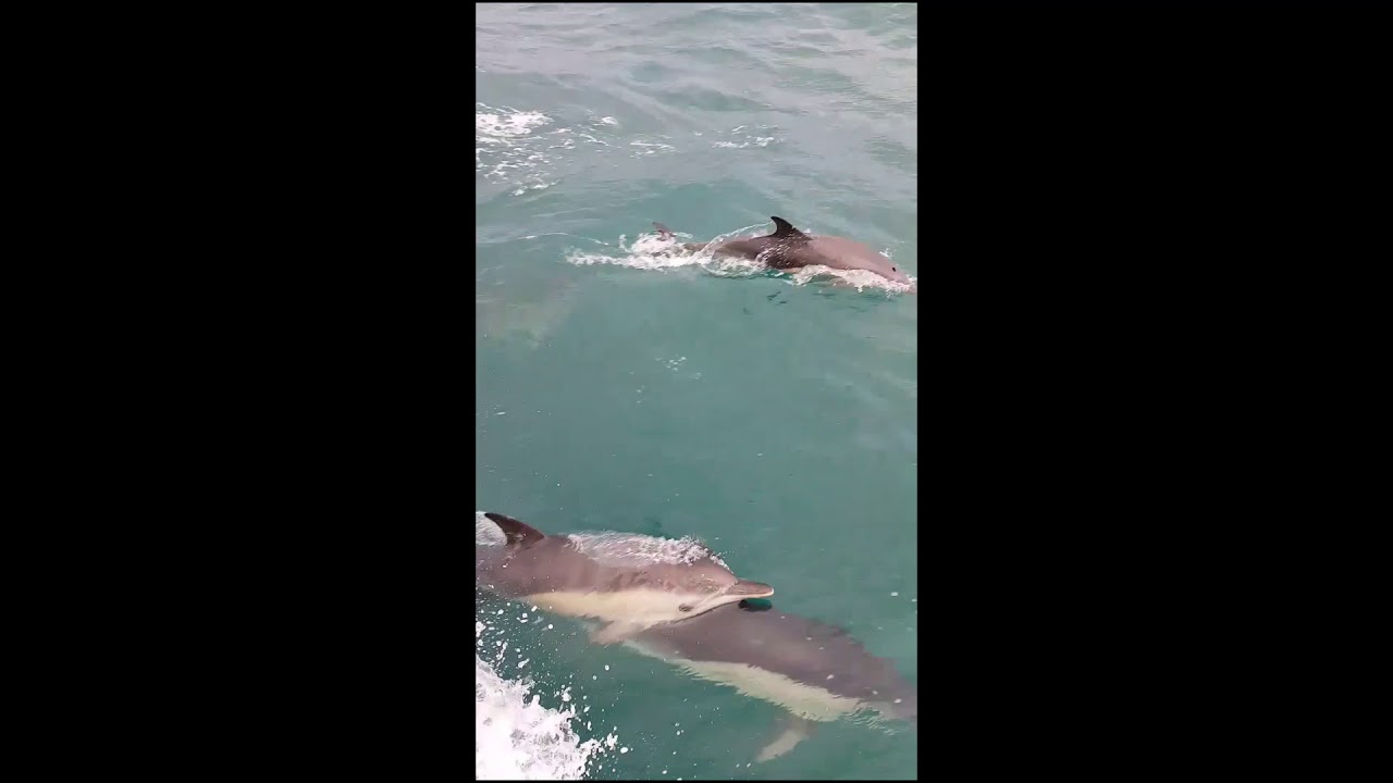 * perle noire * Dauphins au mois de décembre en bretagne