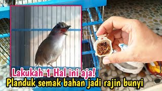 Download lagu SIMPLE WAY TO CARE FOR MATERIAL BUSH PLANT SO THAT IT QUICKLY MAKES A SOUND‼️ mp3