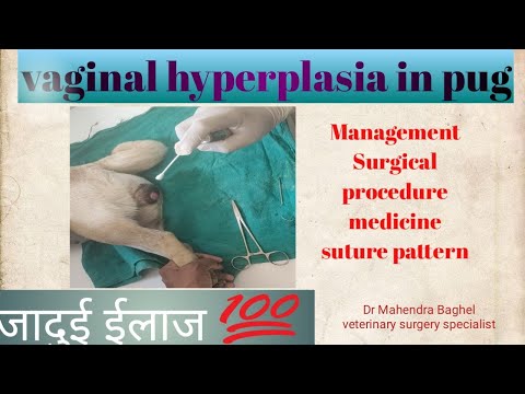 Vaginal hyperplasia in female pug treatment and management & complete procedure Dr Mahendra Baghel