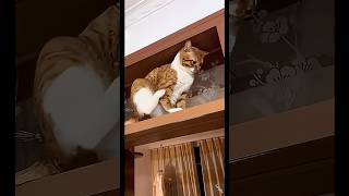 cute cat #cat #funny #fyp #cute #youtubeshorts #ytshorts #catvideos #cats #catshorts #fypシ #memes