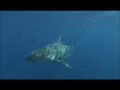 SHARKS - IMAX