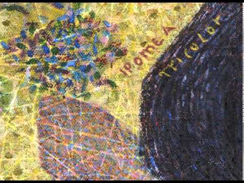 Chinfrapala - Ipomea Tricolor