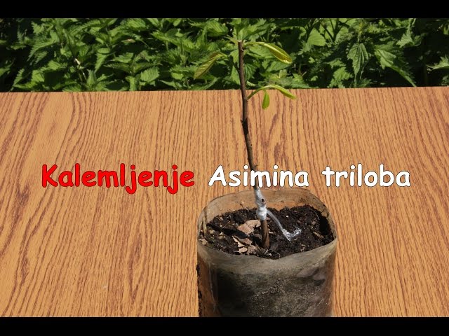 הגיית וידאו של Asimina triloba בשנת אנגלית