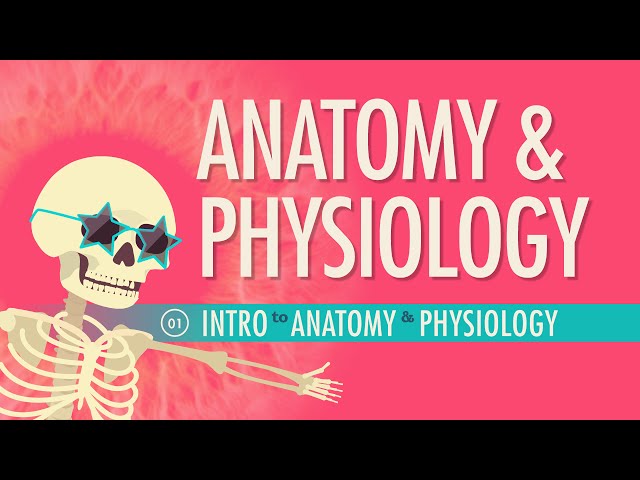 הגיית וידאו של anatomical בשנת אנגלית