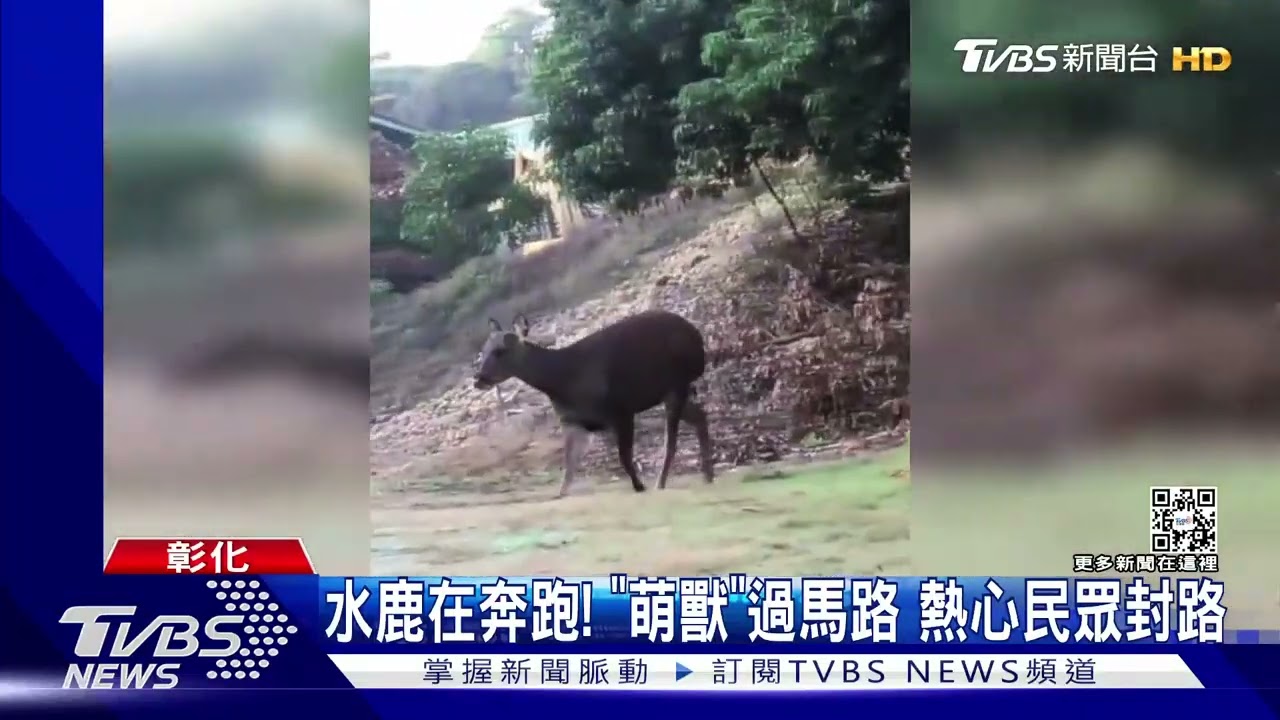 水鹿在奔跑!「萌獸」過馬路 熱心民眾封路