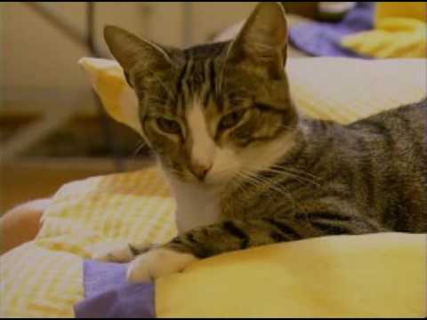 Your Body's Immune System - Best Documentary