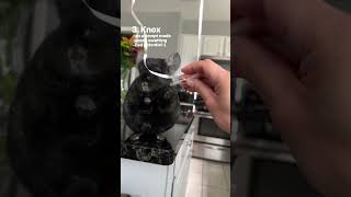 Who was your favorite?! #pets #chinchilla #shorts