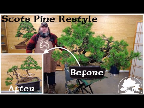 Scots Pine Restyle - Greenwood Bonsai