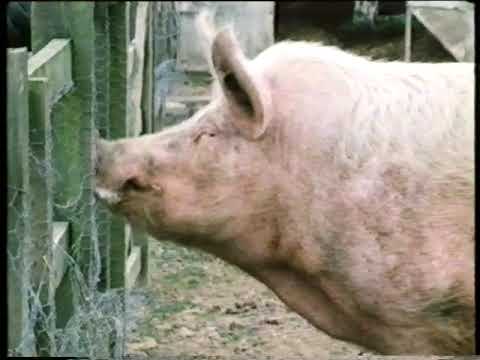 Country Ways: Stone Street in April