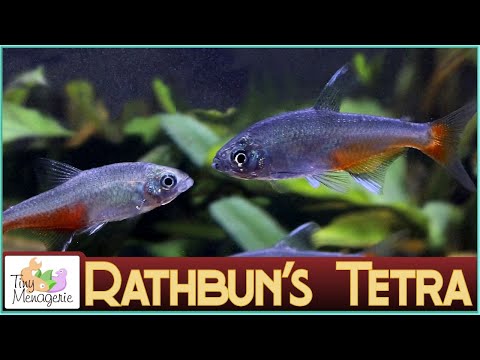 All About Rathbun's Tetra: The Least Tetra of All the Tetras (Green Fire Tetra)