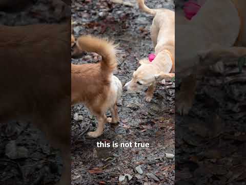 Why Dogs Sniff Each Other's Butts 🐶