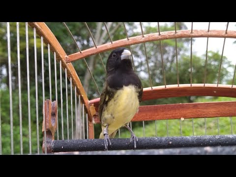 2 Horas De Canto Tui Tui Puro Encarte Rápido