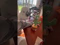 Adorable Cockatoo Meets Cactus 🌵💖 | Cute Conservation Moment!