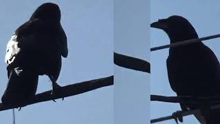 Mark Knopfler, Yon Two Crows, n+1