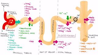 Function of the Nephron-Filtration Reabsorption Secretion Exrcetion