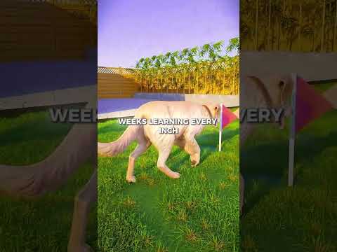 His Blind Dog Was Too Scared To Move 🥹