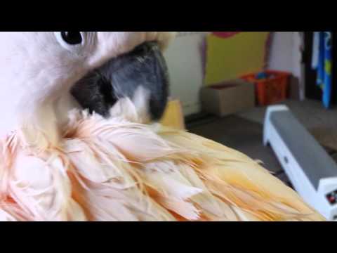 download lagu mp3 mp4 Showermax, download lagu Showermax gratis, unduh video klip Showermax