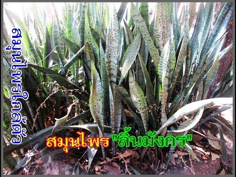 ธ อร์ห้ามค้อนแผนกต้อนรับส่วนหน้า คนขอ aphrodisiacs