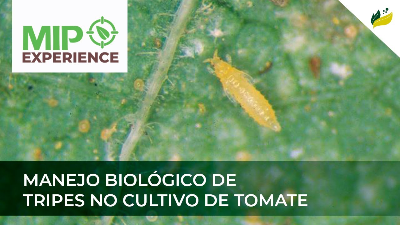 Manejo biológico de tripes no cultivo de tomate - MIP Experience