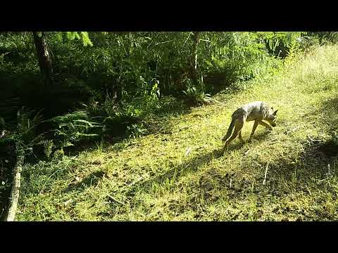 Wolf 2025-07-03 19:10